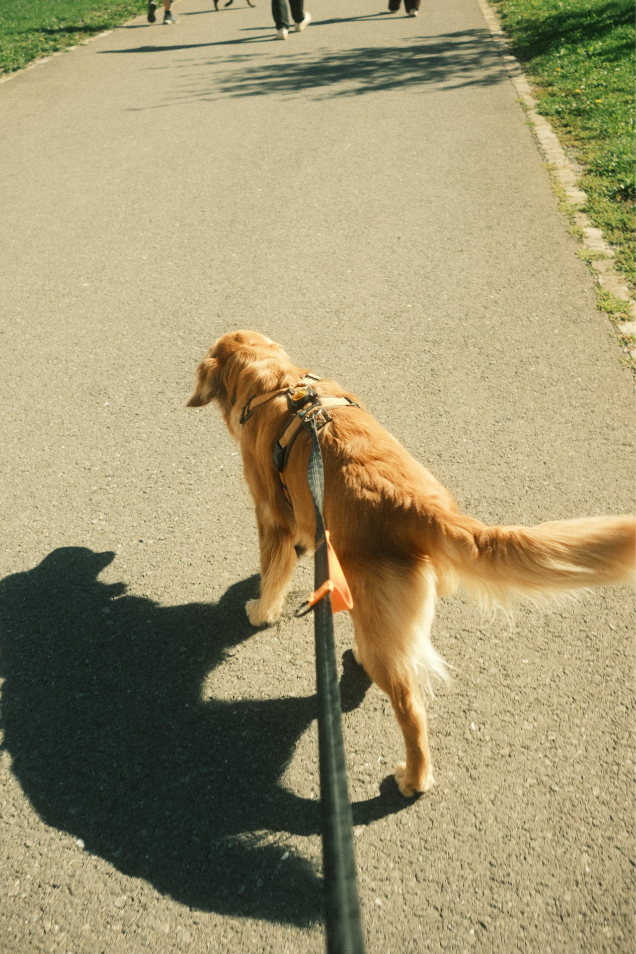 Walkies 🦮